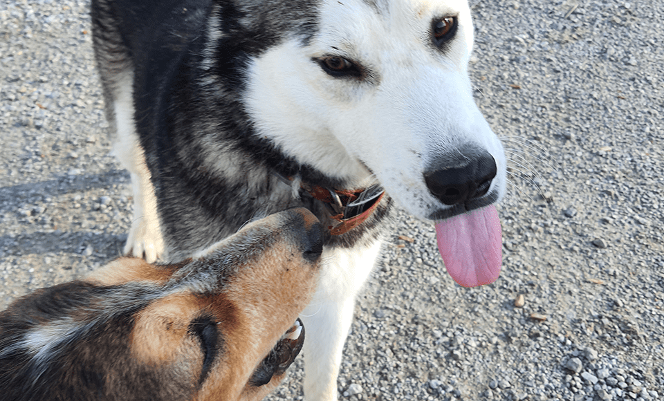 L'Escale Occitane, camping cerca del Canal du Midi acoge a nuestros amigos los perros