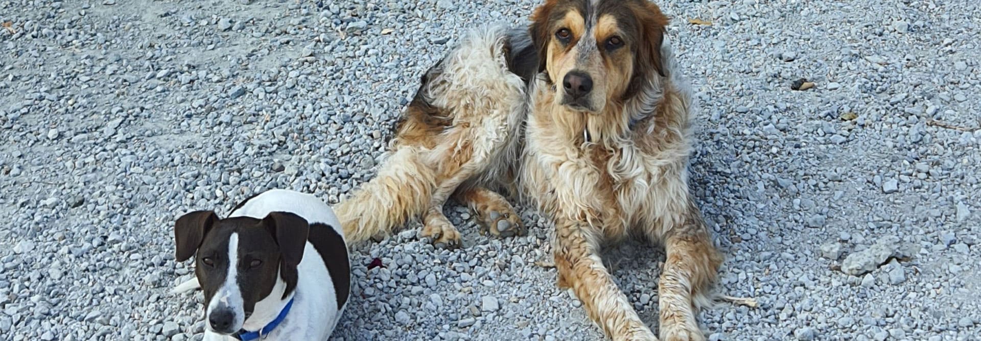 L'Escale Occitane, Camping in der Aude heißt unsere Hundefreunde herzlich willkommen