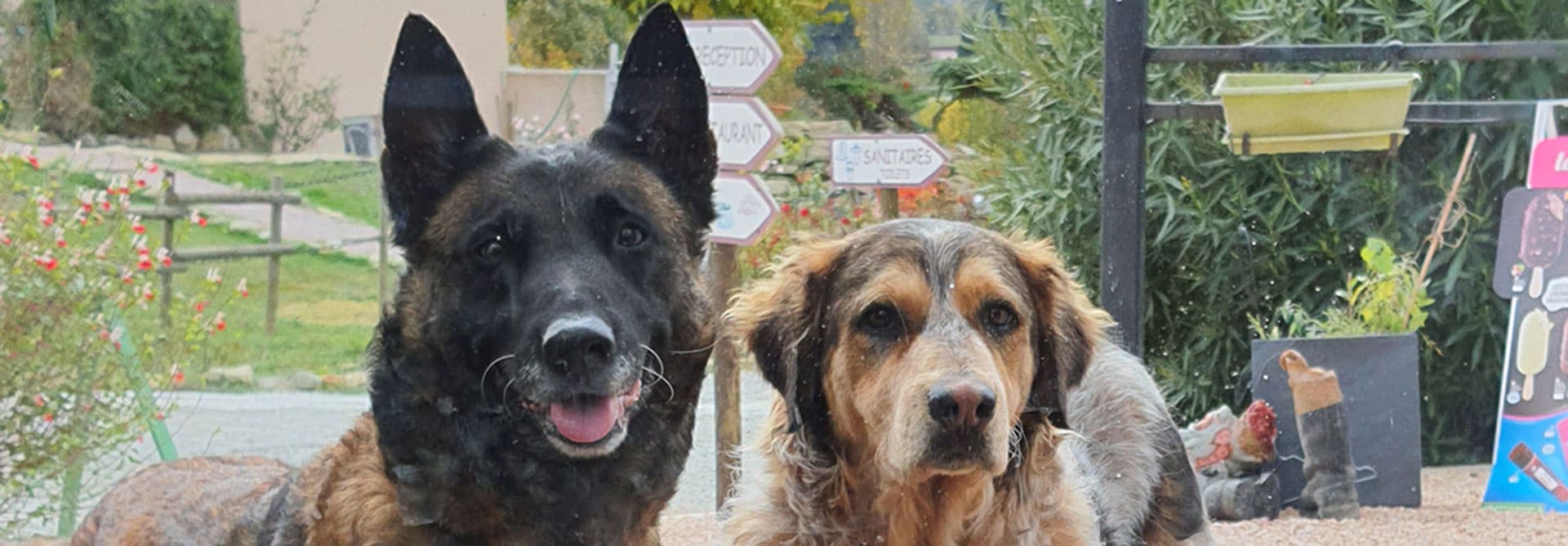 L'Escale Occitane, campsite near the Canal du Midi introduce you to Lara Kaï and Charlie, the campsite owners' dogs