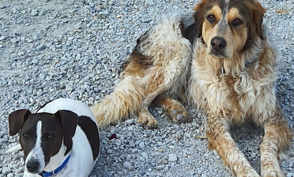 Sus perros son bienvenidos en el camping Escale Occitane en el Aude